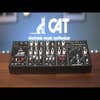 Behringer CAT Duophonic Analog Synth Module